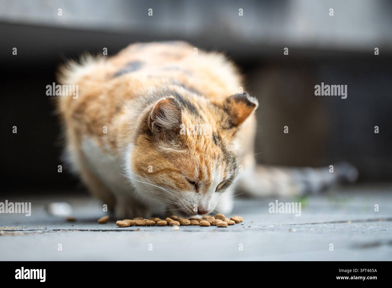 Chat errant affamé et sale mangeant de la nourriture sèche dans la rue donnée par des bénévoles, soin humain pour les animaux et prévention de la faim, félin sauvage de la rue nourri par les gens, acte d'humanité aidant et lien communautaire. Banque D'Images