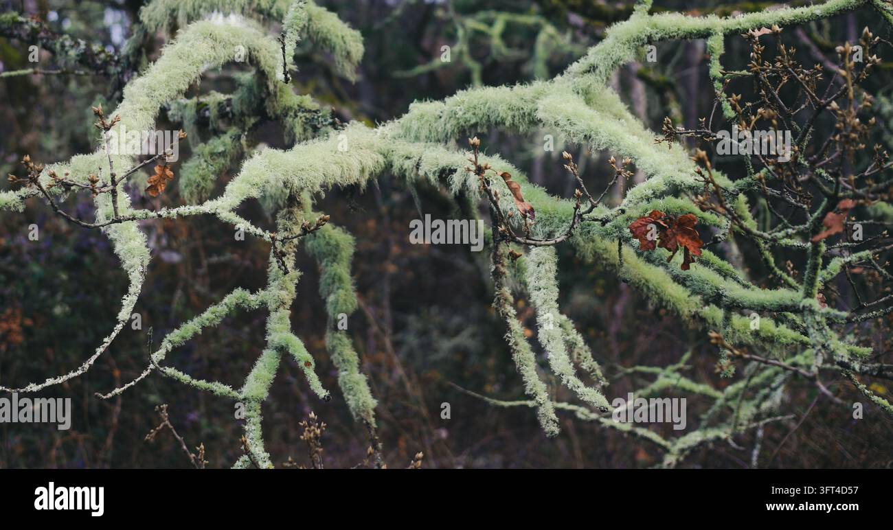 Lichen vert pâle épais et mousse espagnole drapés sur les branches de chêne Banque D'Images