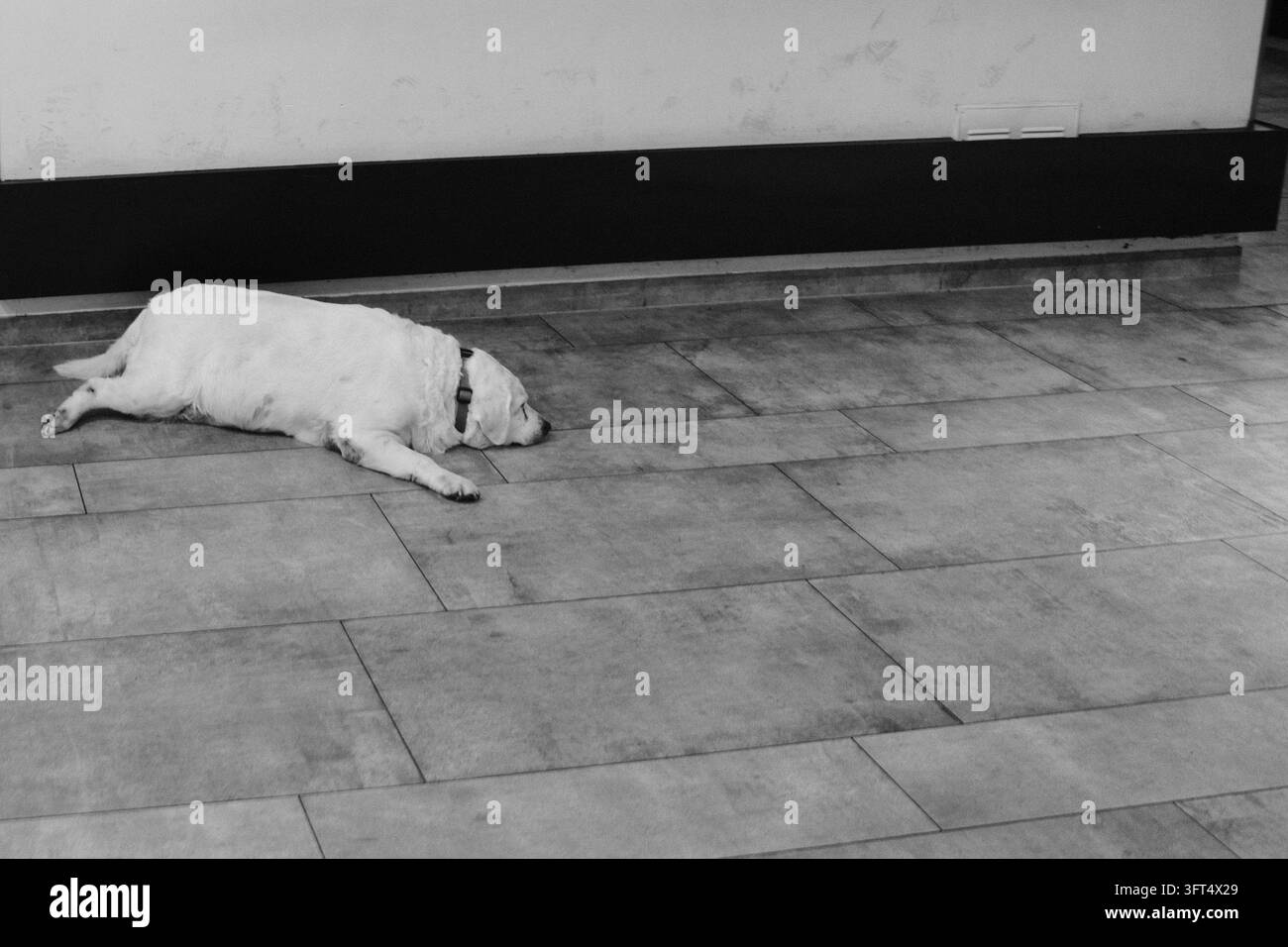 Un chien de couleur claire portant un collier sombre gît sur le côté avec la tête posée au sol dans un espace intérieur spacieux. La vue horizontale basse montre sa détente Banque D'Images