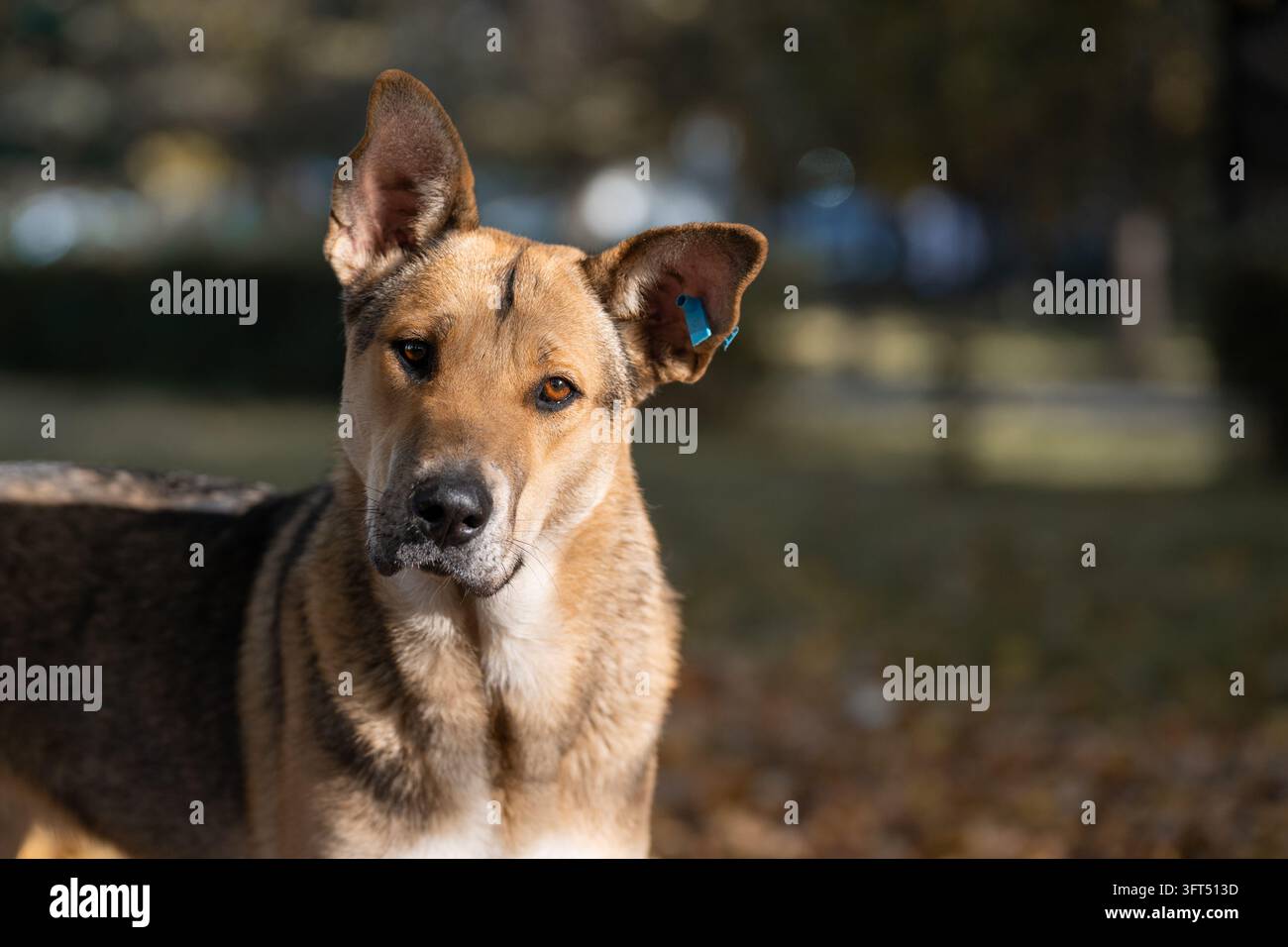 Un chien errant de race mixte avec une étiquette d’oreille bleue de vaccination dans un parc urbain. Pour les articles d’actualité traitant des lois sur le bien-être animal, la gestion municipale des chiens errants Banque D'Images