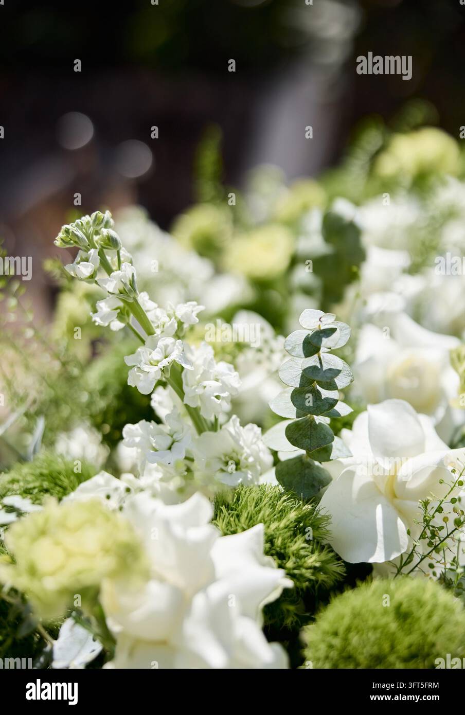 Vue macro des antirrhinums blancs et des feuilles d'eucalyptus dans un arrangement floral de mariage Banque D'Images