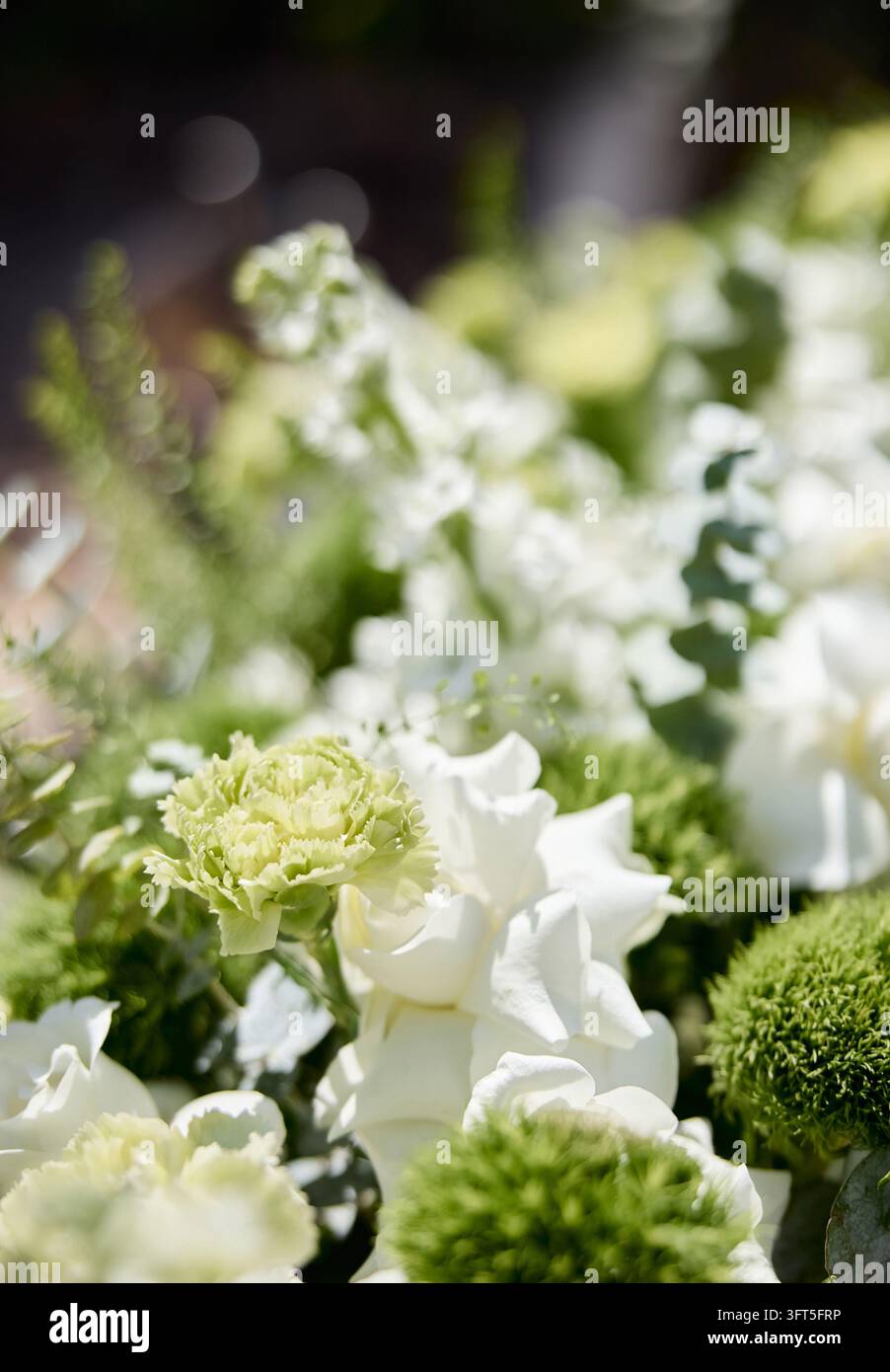 Vue macro des antirrhinums blancs et des feuilles d'eucalyptus dans un arrangement floral de mariage Banque D'Images