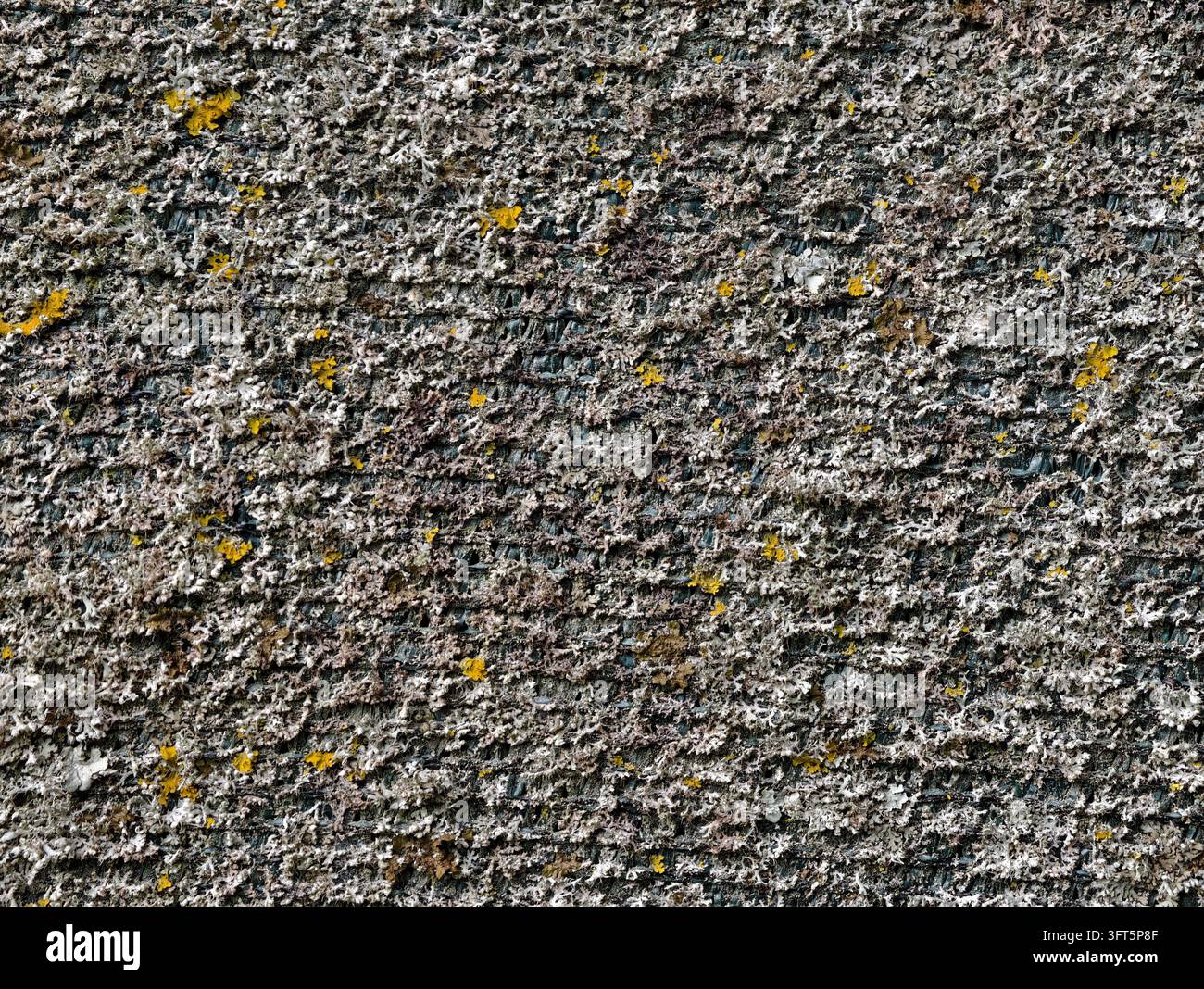 Vue rapprochée d'un mur de pierre rugueuse recouvert d'une croissance dense de lichen dans des tons gris, blancs, bruns et jaunes, créant une texture naturelle organique avec une forte Banque D'Images
