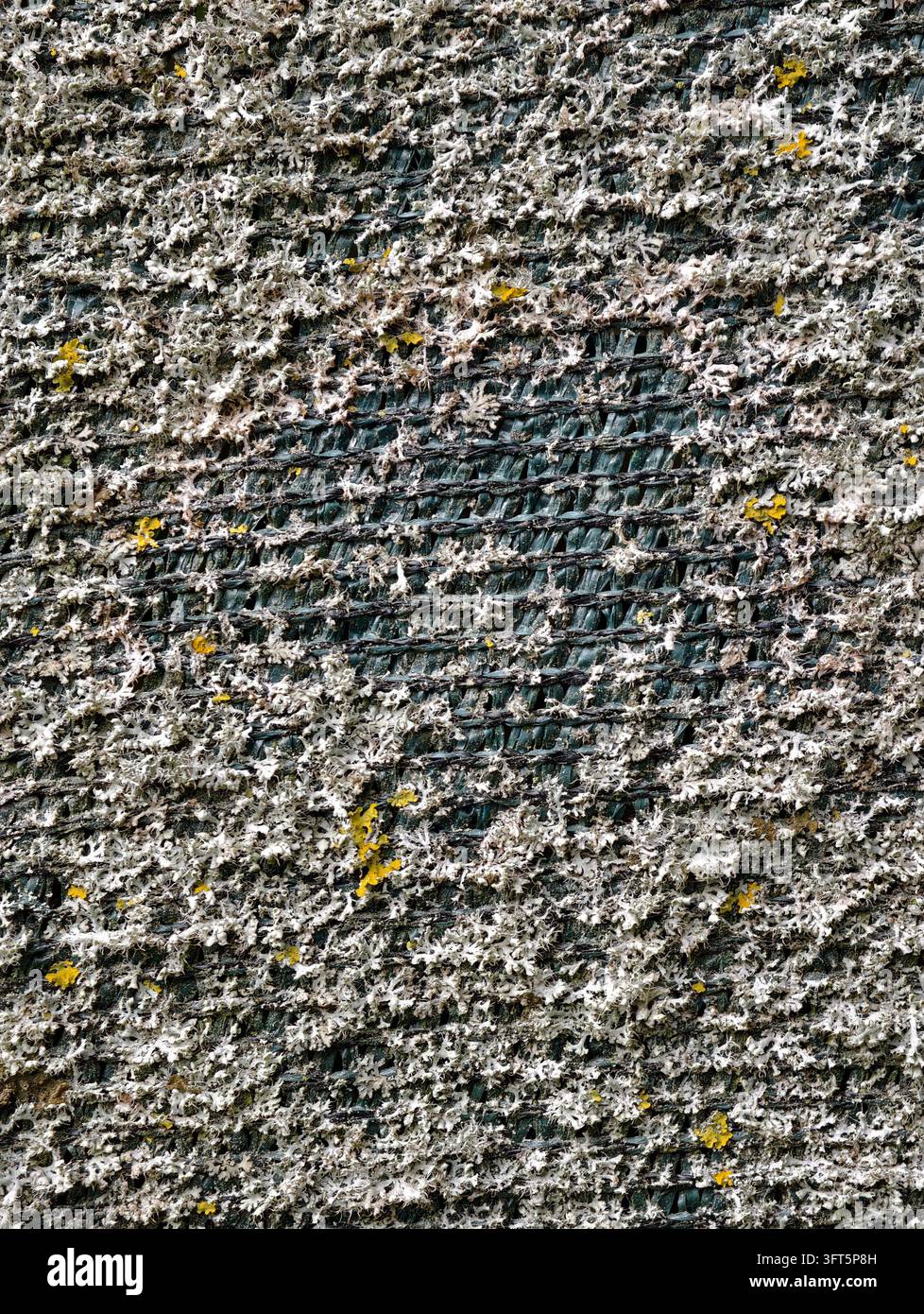 Close-up d'écorce d'arbre usée recouverte de lichens pâles et de petites taches jaunes, montrant une texture organique dense sur tout le cadre. Surface rugueuse adaptée à n Banque D'Images