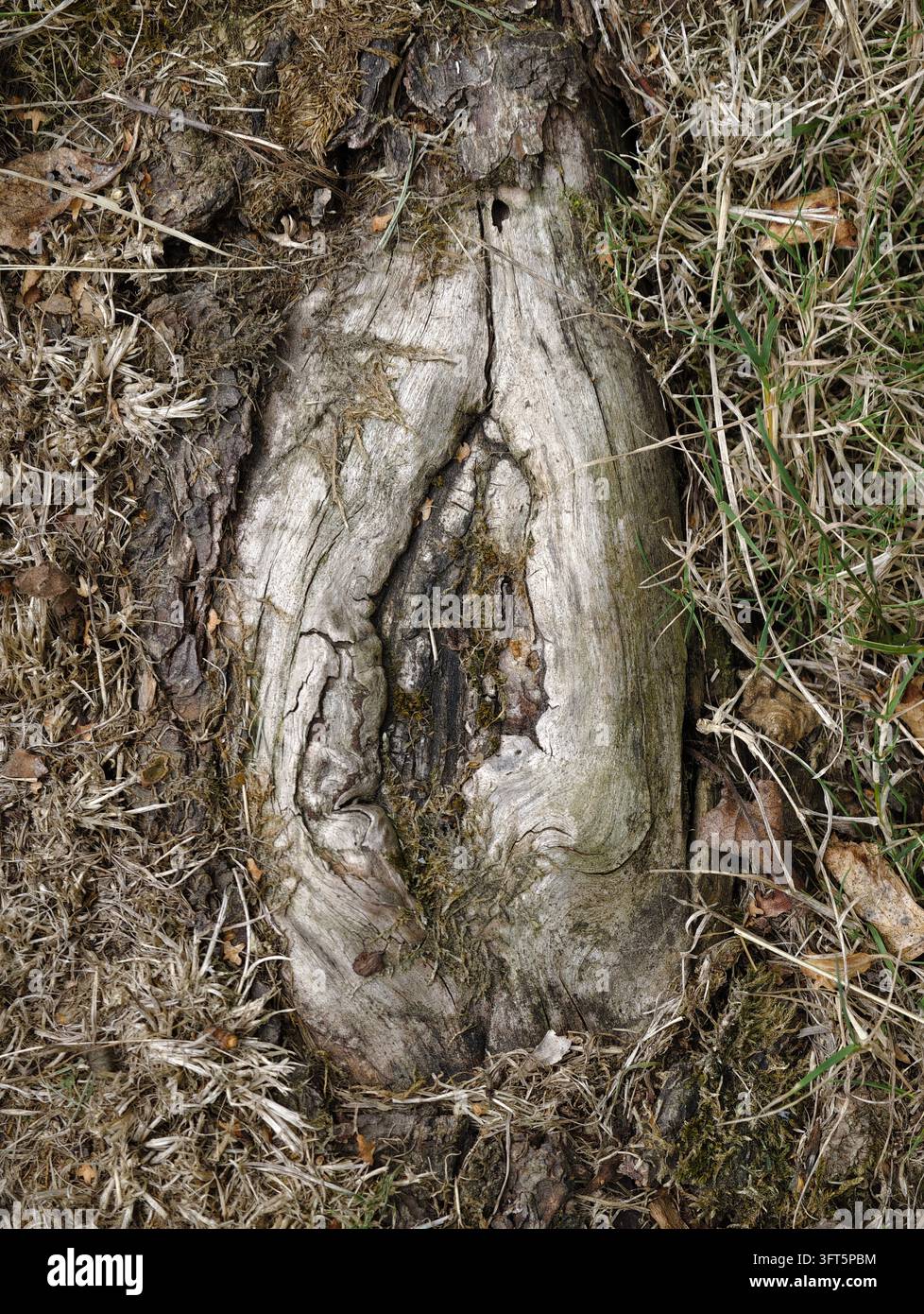 Vue rapprochée d'un tronc d'arbre usé gisant dans l'herbe sèche, la mousse et un sol rugueux, montrant une écorce craquelée, du bois pâle et une décomposition naturelle. Texture boisée rustique Banque D'Images