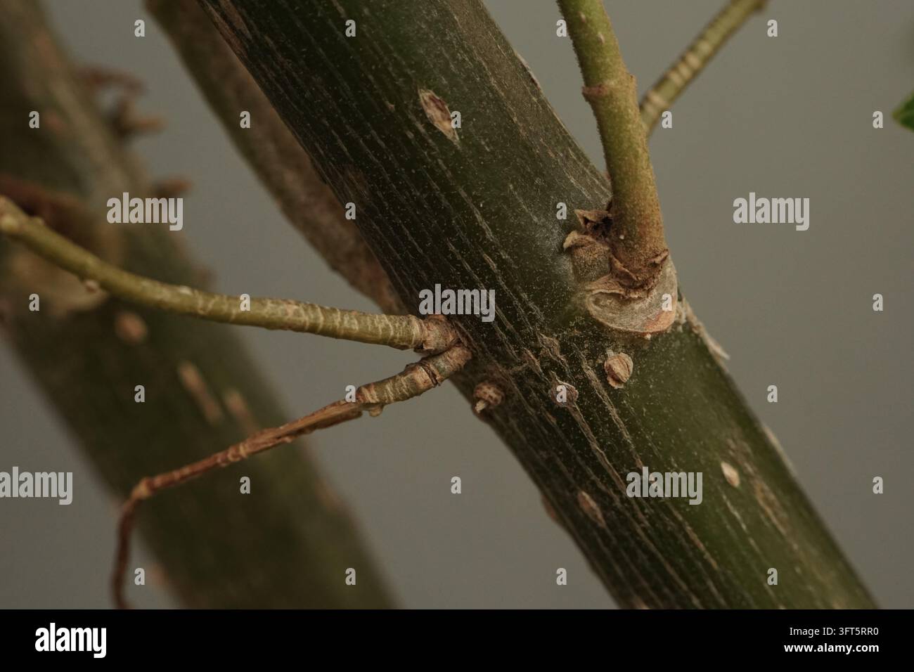 Photographie macro capturant la texture détaillée et l'écorce d'une tige de plante vivante. Cette perspective en gros plan convient à l'étude botanique et à la nature Banque D'Images