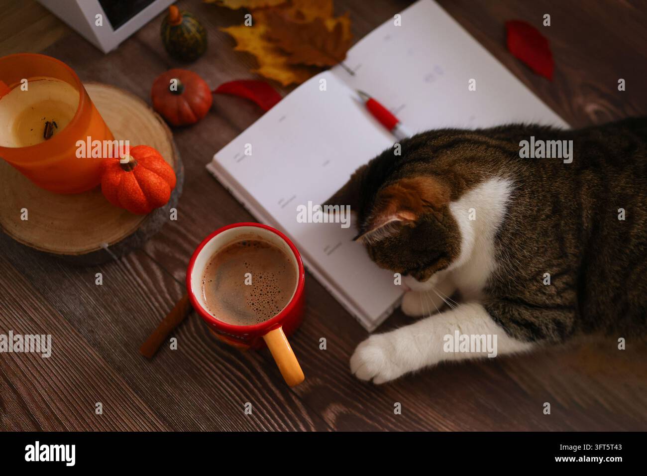 Chat reposant près d'un journal intime et d'une boisson chaude, une image apaisante de style de vie pour la thérapie par les animaux, la réflexion et les soins psychologiques personnels. Banque D'Images