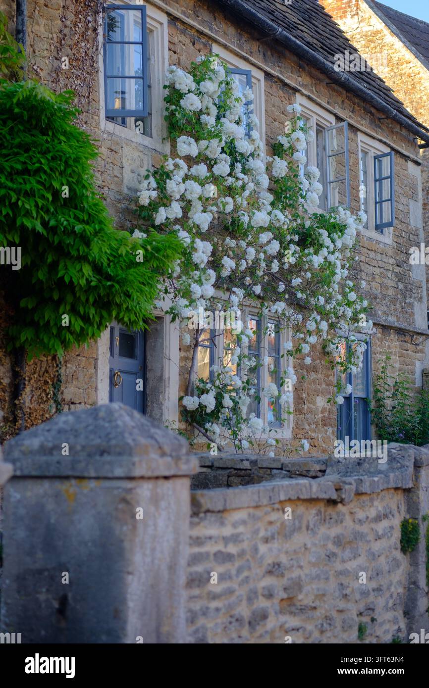 Cottage anglais traditionnel avec des roses blanches Banque D'Images