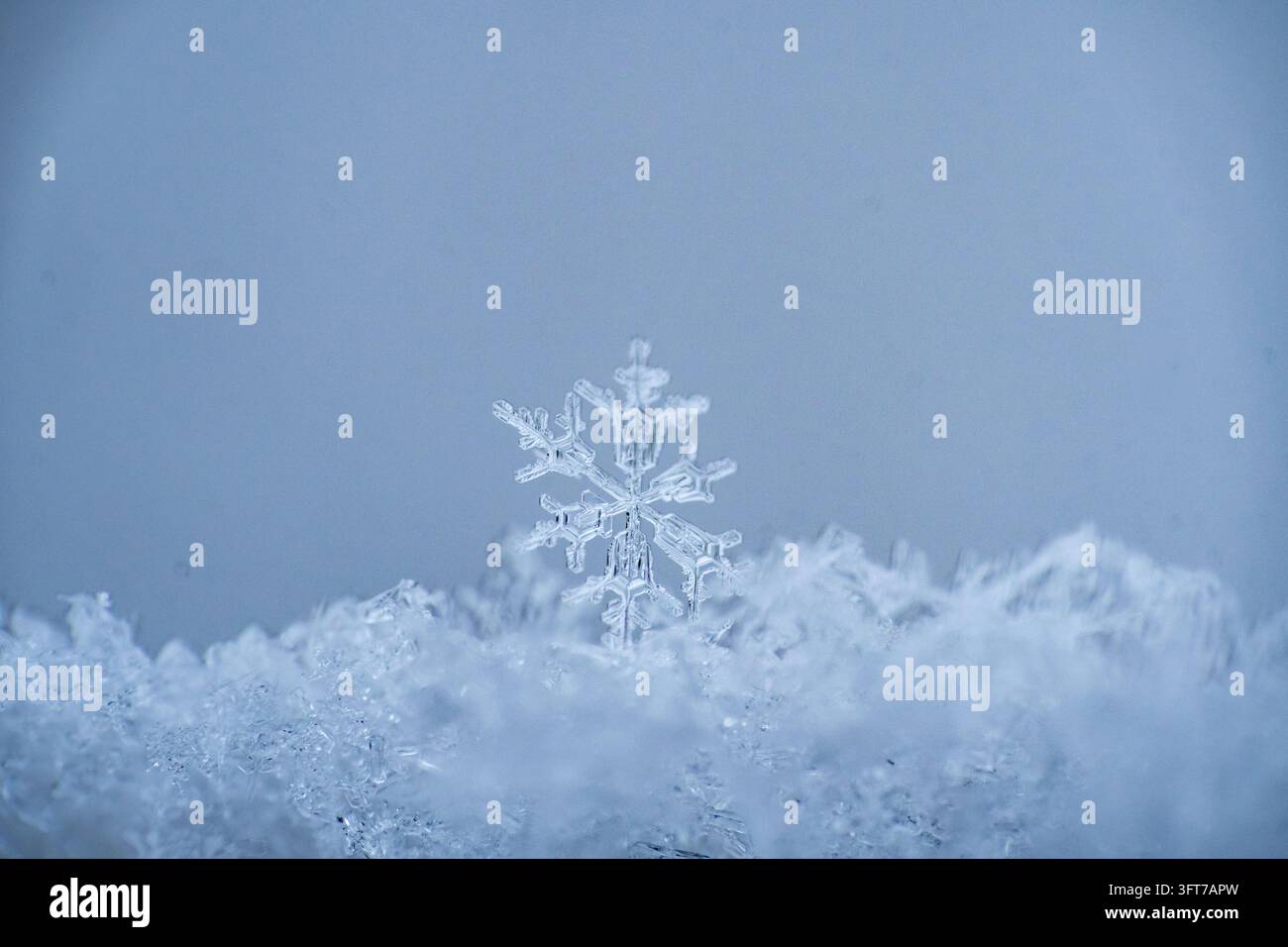 Photographie macro détaillée mettant en scène un unique cristal de flocon de neige délicat reposant verticalement sur un lit de neige fraîche et poudreuse sur un fond bleu propre et frais Banque D'Images