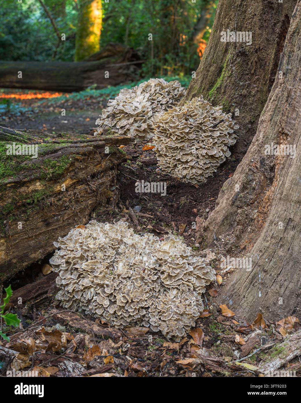 Grifola Frondosa ou champignon Poule-des-bois à la base d’un tronc de chêne dans le sud de l’Angleterre. Banque D'Images