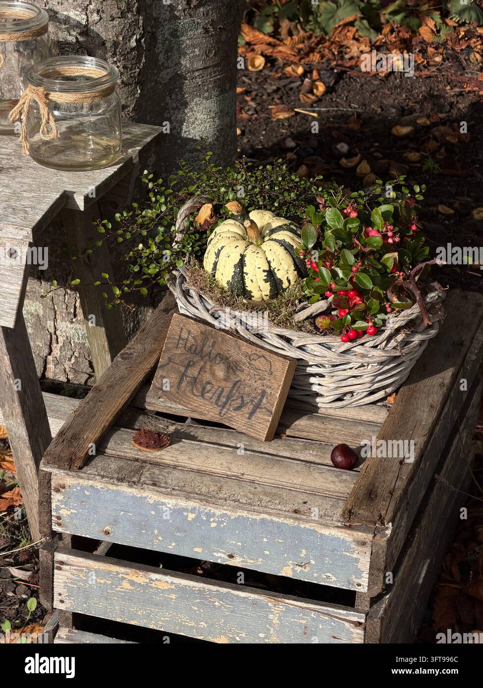Décoration de récolte automnale avec un petit potiron, un panier en osier, des baies et des meubles en bois rustique dans un cadre de jardin. - Image de stock capturée avec un smartphone
