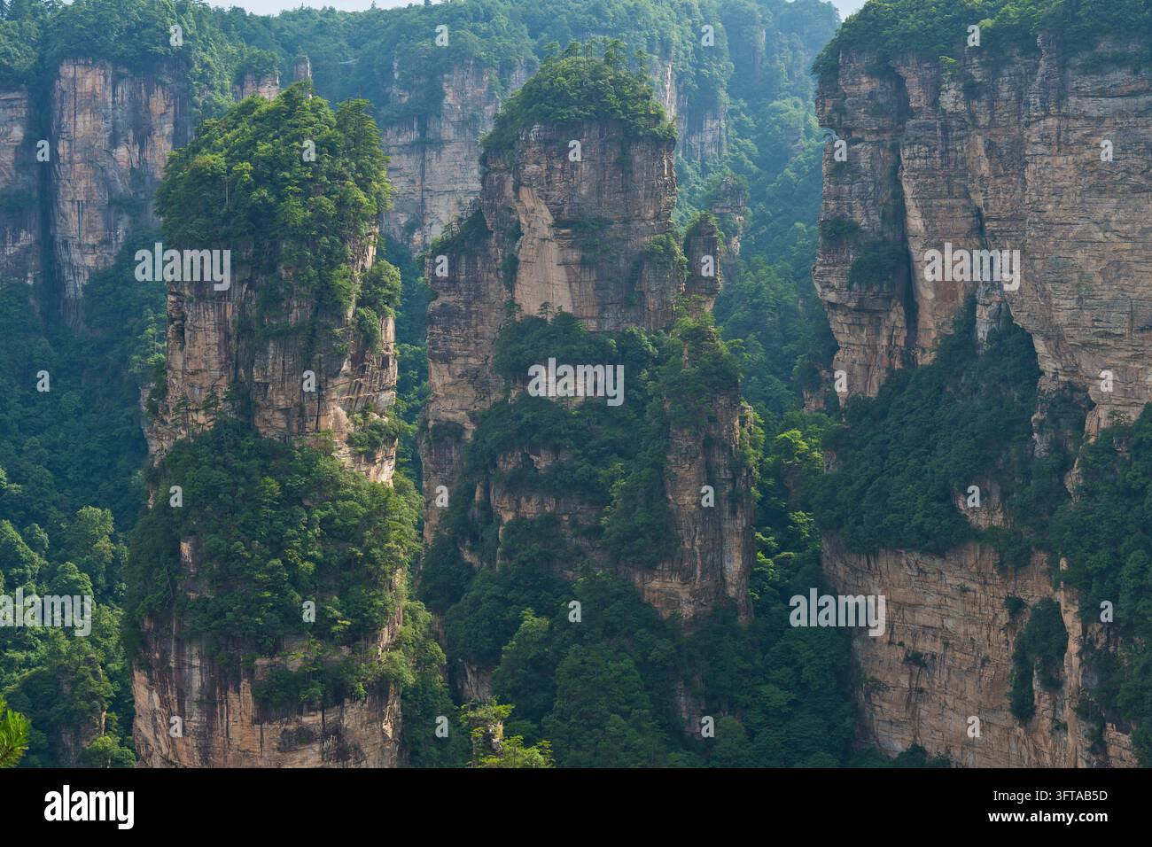 Vue panoramique des piliers de grès quartzique des montagnes Tianzi dans le parc national de Zhangjiajie, montagnes Avatar, montagnes Halleluja, Wulingyu Banque D'Images