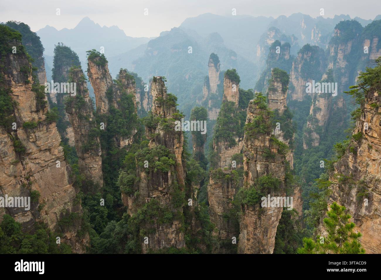 Vue panoramique des piliers de grès quartzique des montagnes Tianzi dans le parc national de Zhangjiajie, montagnes Avatar, montagnes Halleluja, Wulingyu Banque D'Images