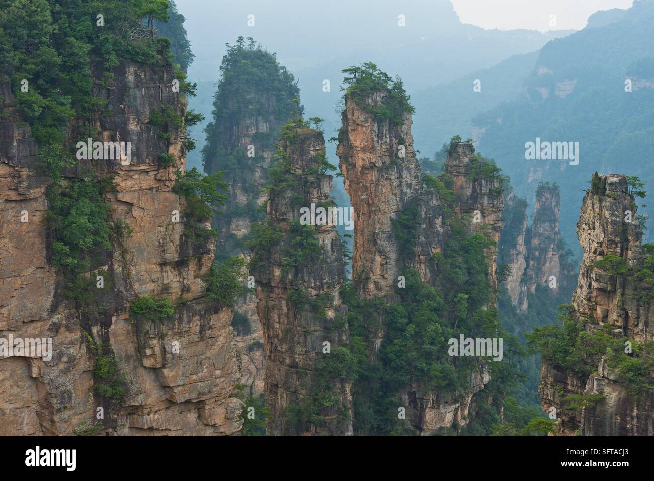 Vue panoramique des piliers de grès quartzique des montagnes Tianzi dans le parc national de Zhangjiajie, montagnes Avatar, montagnes Halleluja, Wulingyu Banque D'Images