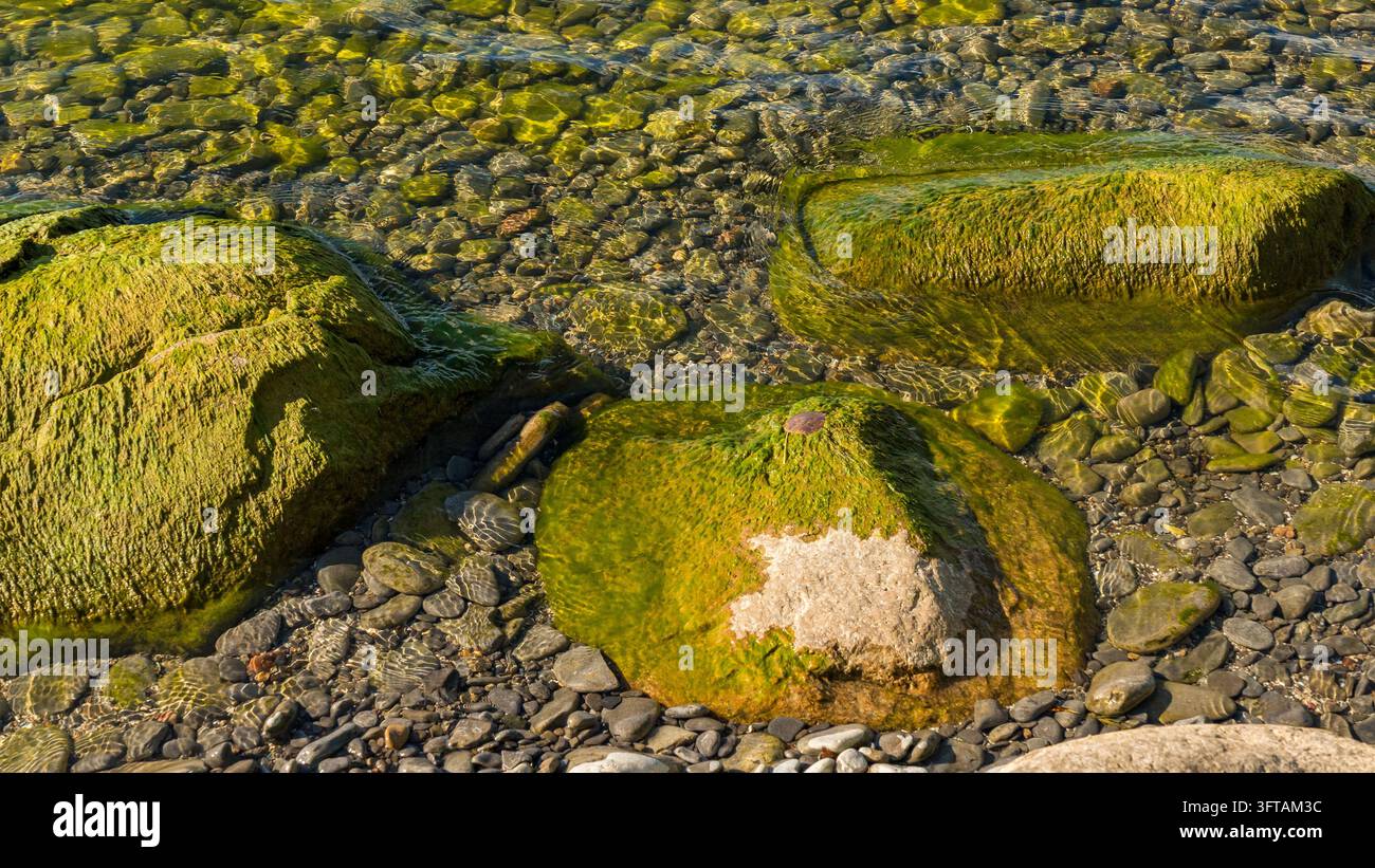 Des roches couvertes de mousse reposent parmi des pierres arrondies sous une eau claire et peu profonde, avec la lumière du soleil révélant des textures vertes et une tache pâle sur la pierre centrale Banque D'Images
