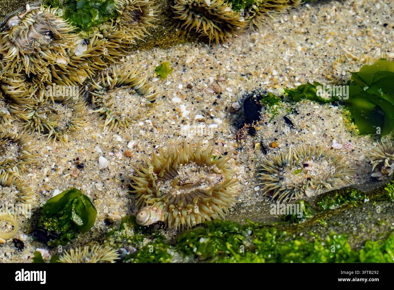 Photo de dessus d'anémones de mer agrégées nichées dans le sable avec des algues vertes dans une mare de marée côtière à LaJolla, Californie Banque D'Images