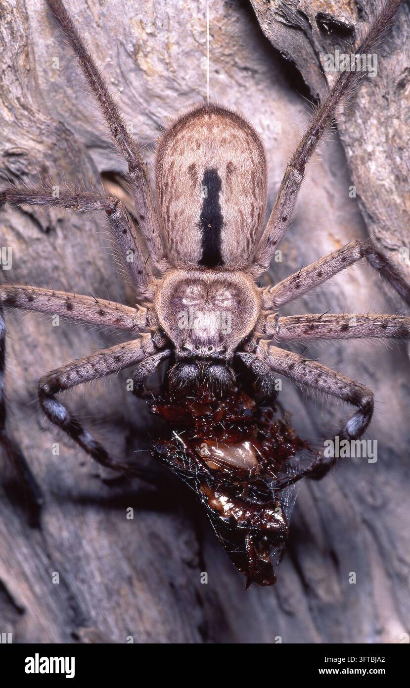 ARAIGNÉE CHASSEUR À BANDES GÉANTE (HOLCONIA IMMANIS) AVEC UNE COCKROACH QU'ELLE VIENT DE CAPTURER, ÎLE STRADBROKE, QUEENSLAND, AUSTRALIE. Banque D'Images