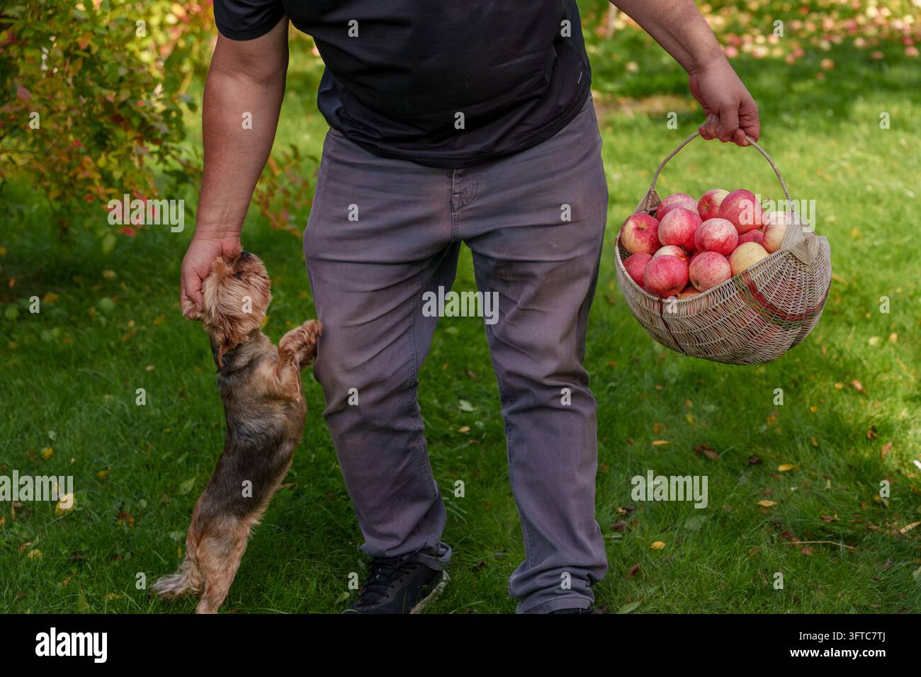 Homme tenant un panier en osier avec des pommes rouges et caressant un petit chien sur l'herbe dans le jardin Banque D'Images
