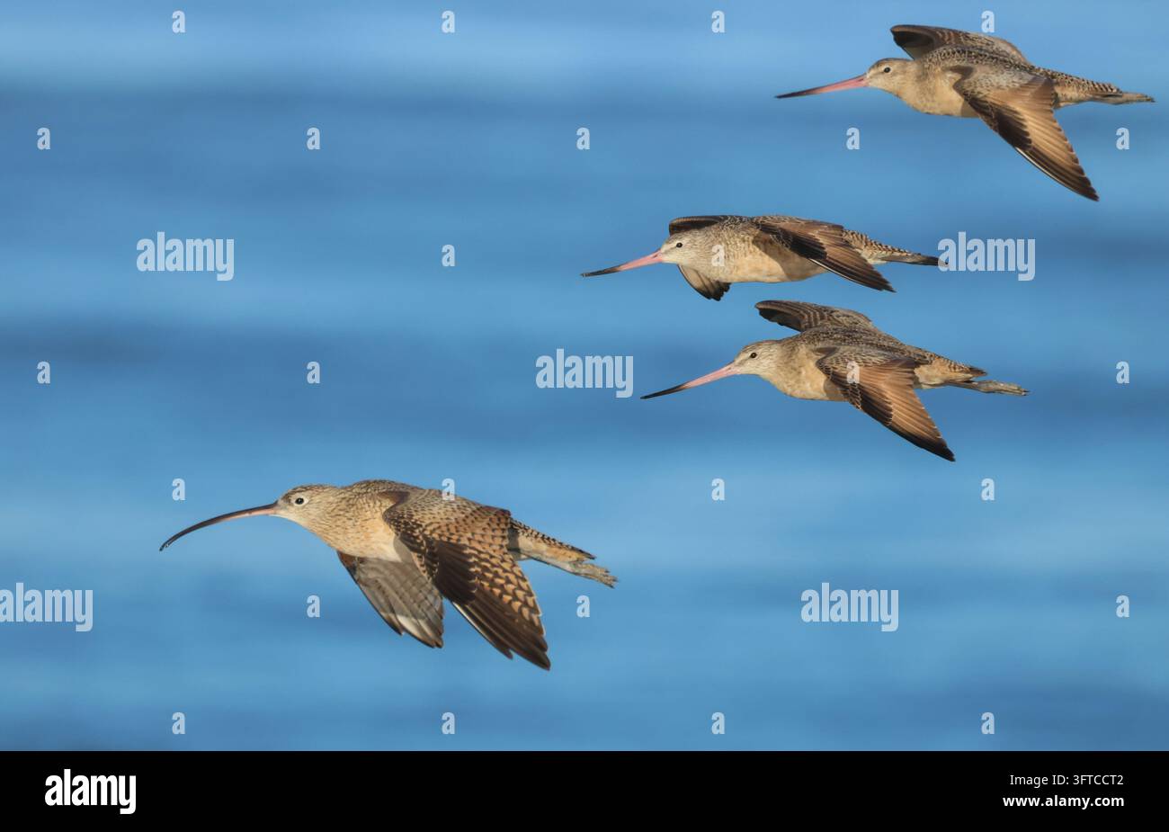 Un Courlis à long bec, Numenius americanus, et trois Bécassines marbrées, Limosa fedoa, volant le long de la côte. Banque D'Images