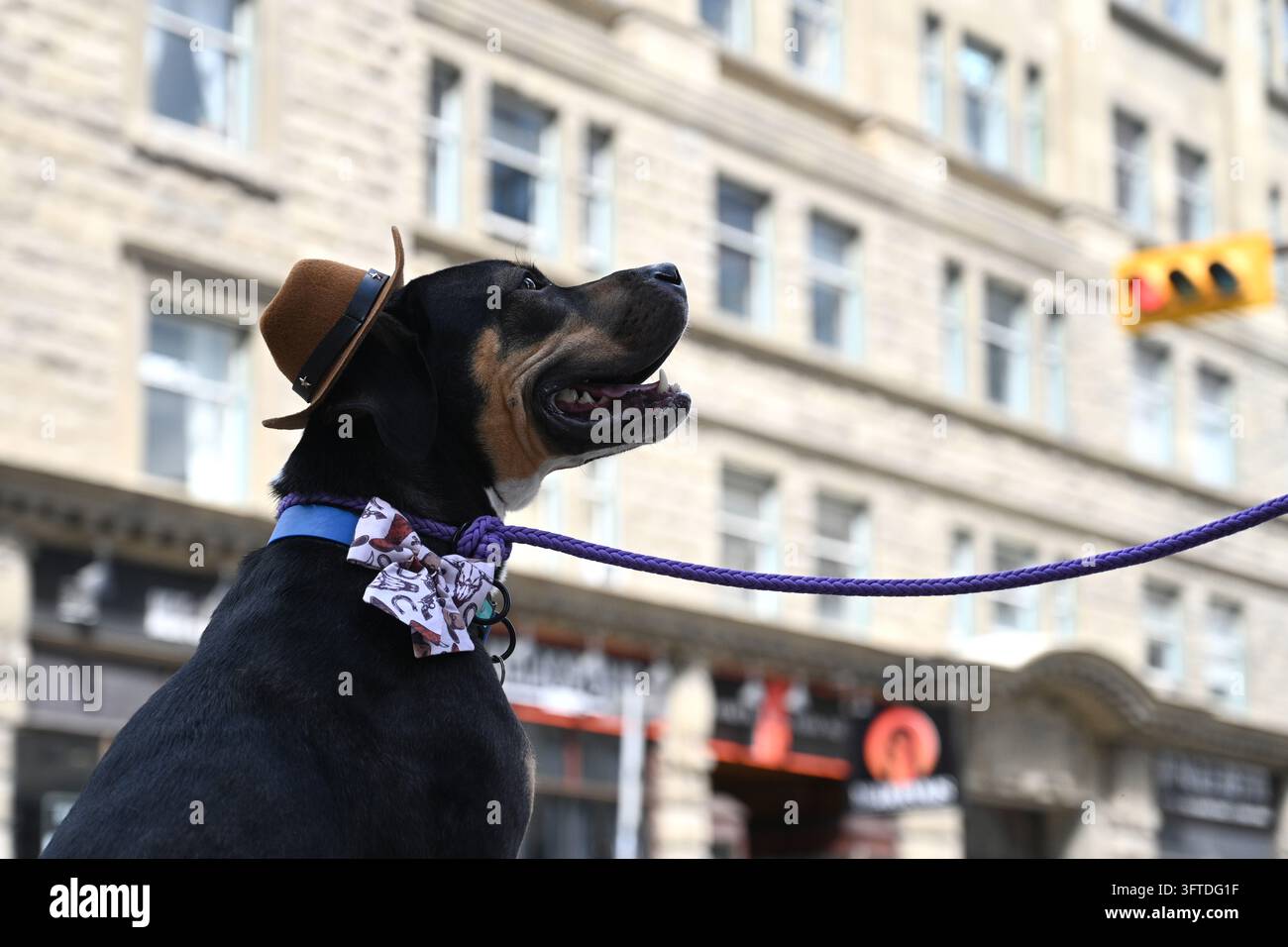 Calgary, Alberta, Canada – 5 juillet 2026 : Chien portant des chapeaux de cowboy dans une rue de Calgary pendant le Stampede de Calgary. Banque D'Images