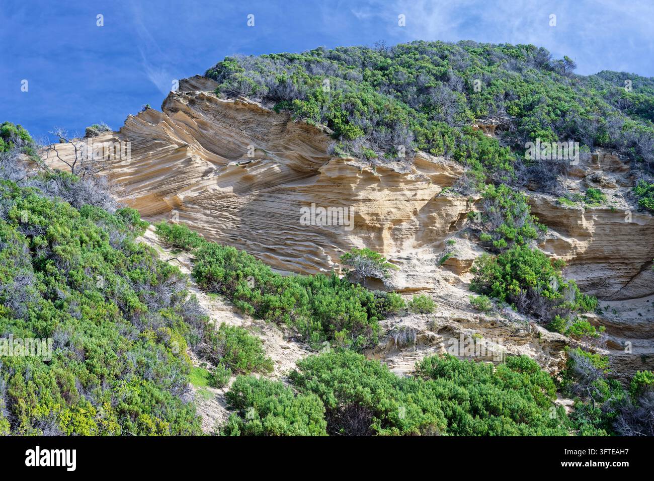 Dunes et falaises en grès fossilisé érodé strié à la plage de Swartvlei à Sedgefield, avec des arbres et des plantes qui s'accrochent Banque D'Images
