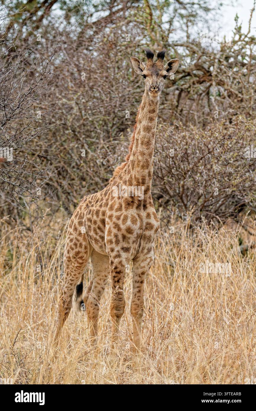 Girafe, camelo leopodardalis – jeune animal, veau, juvénile, dans le bushveld au crépuscule, juste après le coucher du soleil Banque D'Images