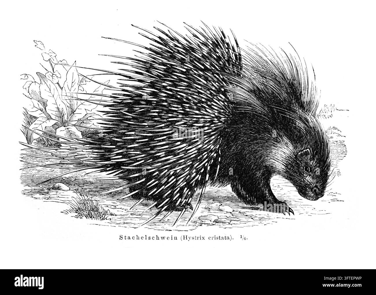 Porc-épic hérissé (Hystrix cristata) fouillant le sol, ses épines dressées en posture défensive – Gravure du XIXe siècle. Banque D'Images