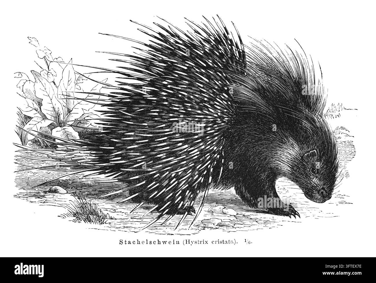 Porc-épic (Hystrix cristata) en quête de nourriture, illustration d'histoire naturelle, fond blanc, gravure du XIXe siècle. Banque D'Images