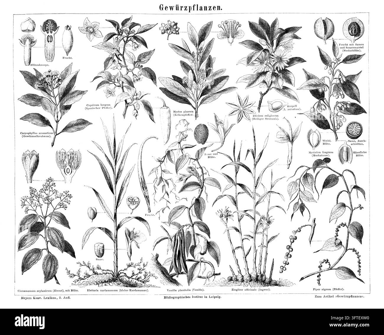 Illustration botanique de plantes aromatiques, Étude scientifique détaillée, Fond blanc, Gravure du XIXe siècle. Banque D'Images
