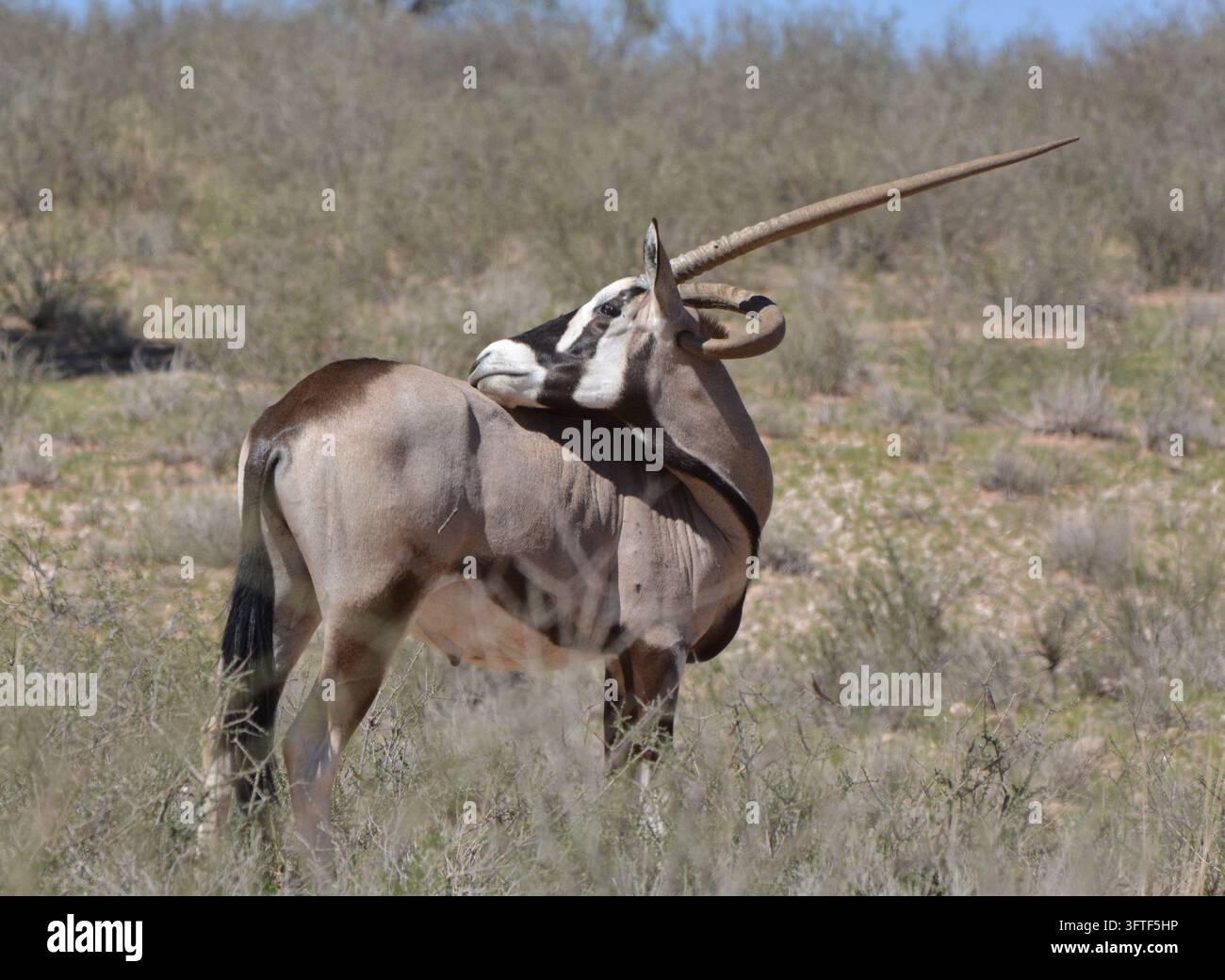 Oryx Gemsbok Oryx gazella avec une corne déformée anormalement recourbée se léchant le dos, Parc transfrontalier de Kgalagadi, Désert du Kalahari, Afrique du Sud. Rare Banque D'Images
