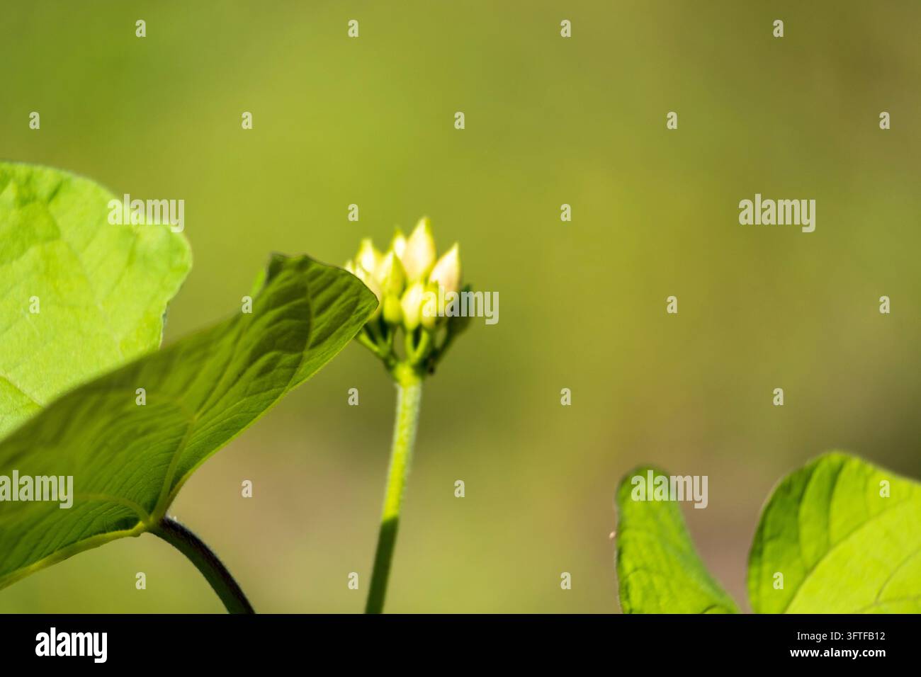 Macro d'une plante verte, de bourgeons jaunes et de feuilles vibrantes avec un fond naturel vert doux Banque D'Images