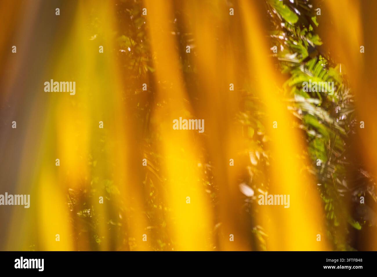 Photo floue de végétation verte et jaune avec des étincelles de lumière arrière Banque D'Images