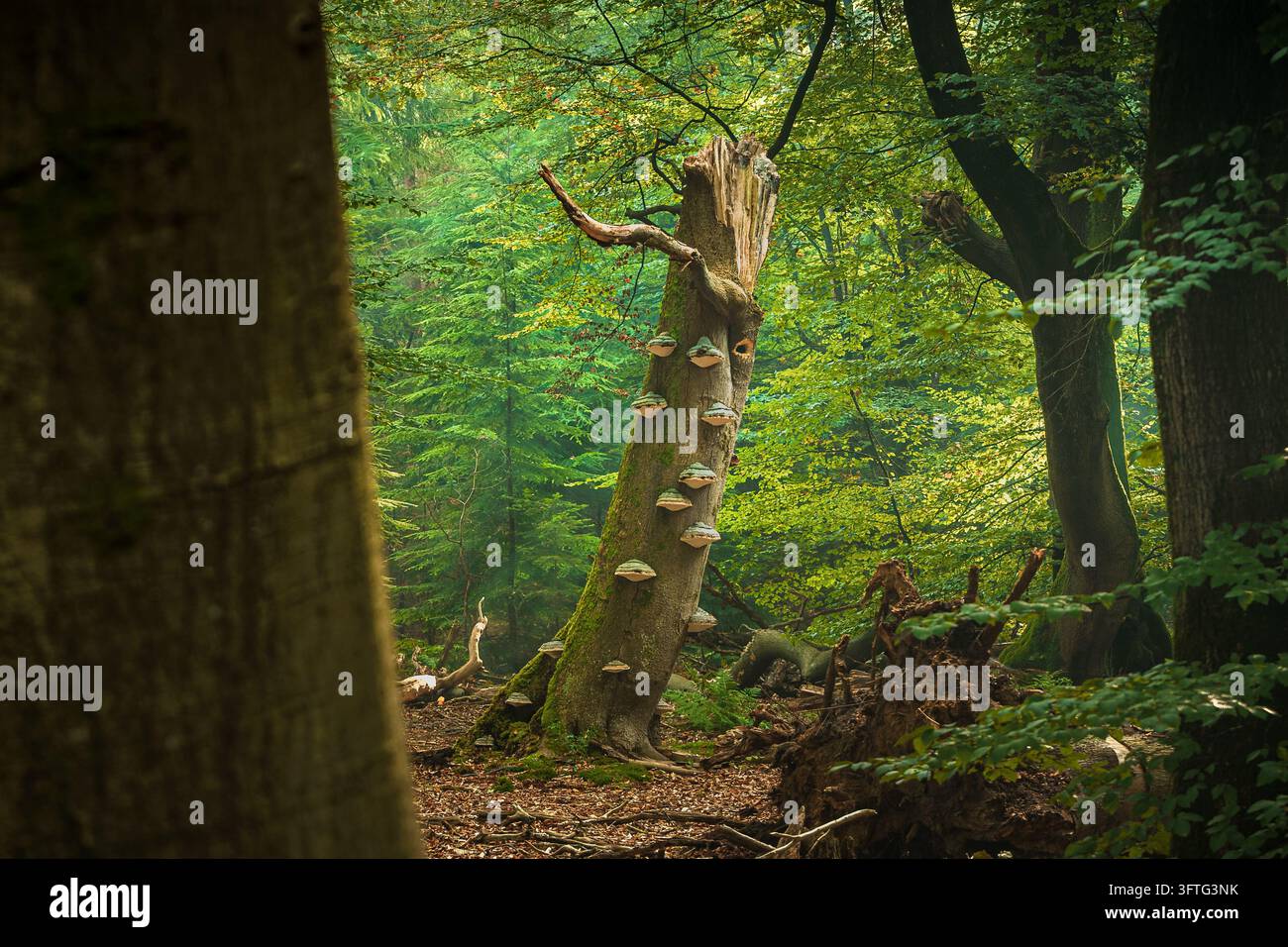 Des croissances fongiques ornent un tronc d'arbre en décomposition, un témoignage du cycle persistant de vie et de décomposition de la nature. Banque D'Images