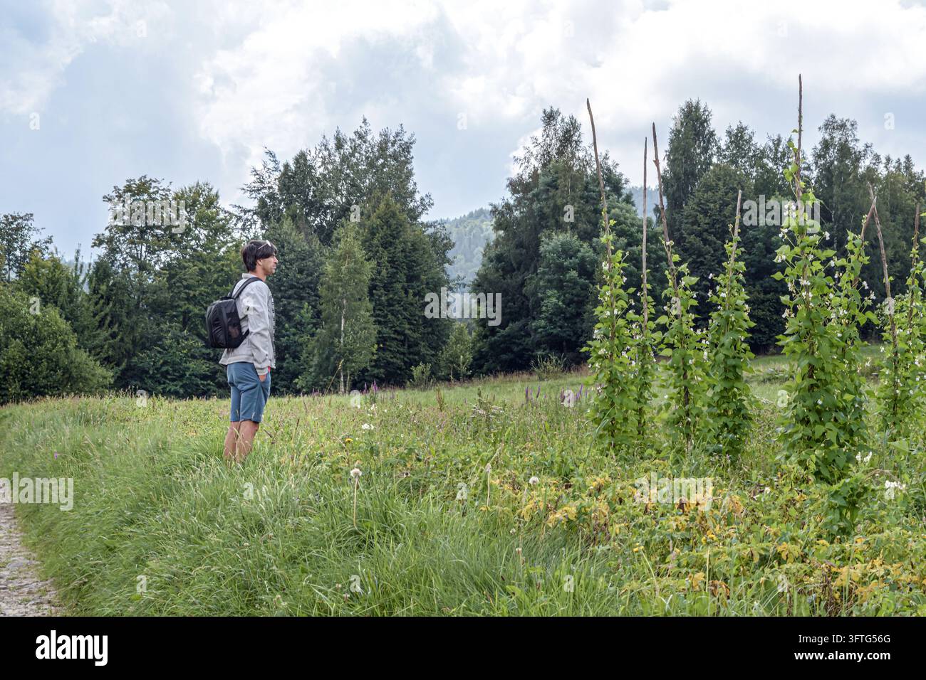 Vue latérale d'un touriste masculin debout dans une prairie verte près des poteaux à haricots dans le village de Maniava, Carpates, Ukraine. Tourisme rural et paysage estival Banque D'Images