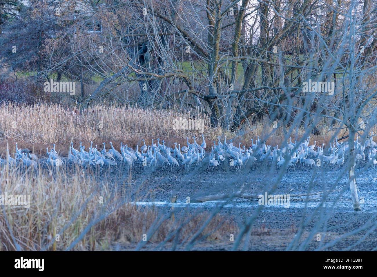 Une harde de grues de Sandhill (Antigone canadensis) se rassemblant à un site de repos d'automne avant de se poser pour la nuit. Banque D'Images
