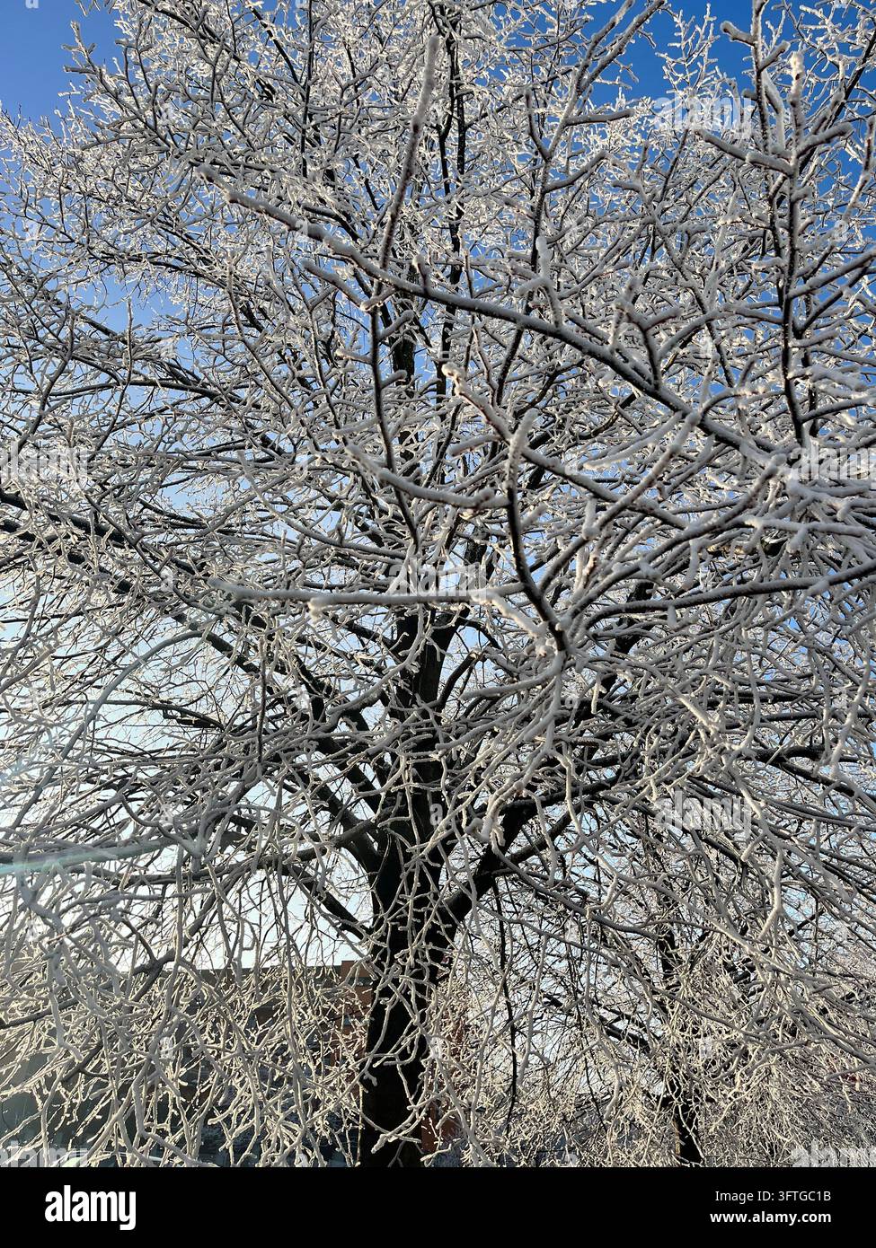Un matin cristallin. Un arbre entièrement recouvert d'une croûte de glace scintillante et d'un duvet de givre floconneux contre un ciel azur lumineux. Une véritable magie hivernale. - Image de stock capturée avec un smartphone