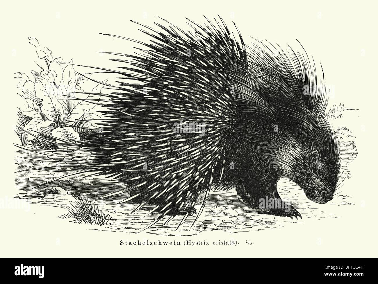 Porc-épic (Hystrix cristata) Illustration, Marchant sur le sol, Histoire naturelle, Gravure du XIXe siècle. Banque D'Images