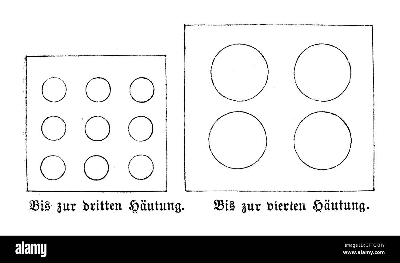 Spiracles de ver à soie, ouvertures respiratoires sur les larves, diagramme scientifique, gravure du XIXe siècle. Banque D'Images