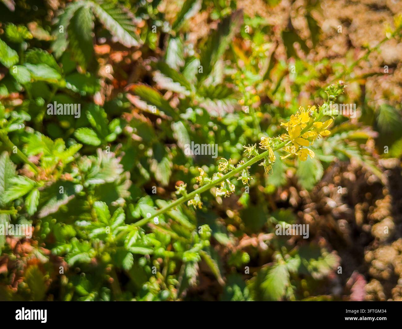 Agrimonie, Agrimonia eupatoria, plantes médicinales dans le Jardin Dendrologique, Pruhonice, République tchèque le 5 septembre 2026. (CTK Photo/Libor Sojka) Banque D'Images