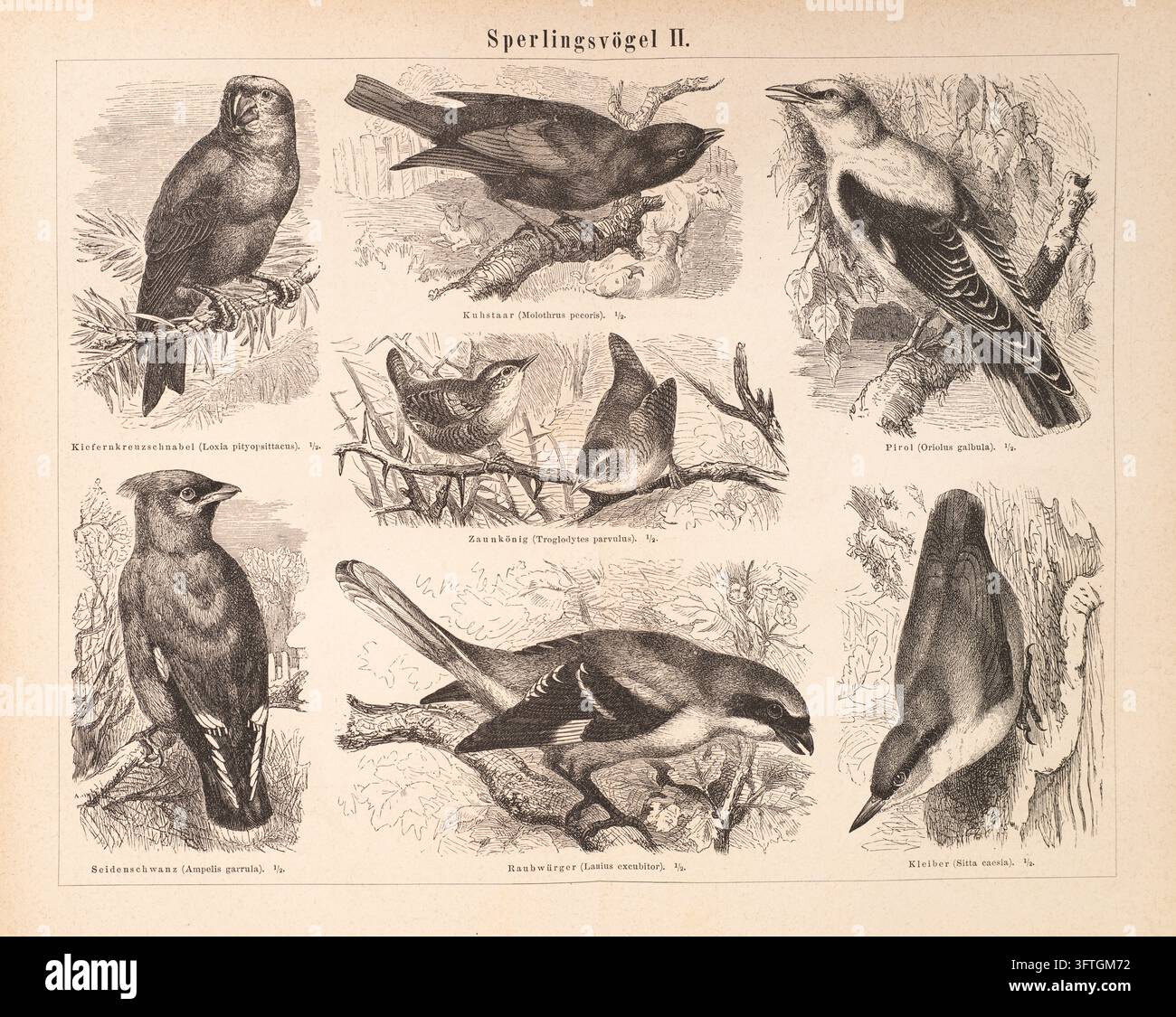 Oiseaux Moineaux II, Étude Ornithologique, Illustration d'Histoire Naturelle, Gravure du 19e Siècle. Banque D'Images