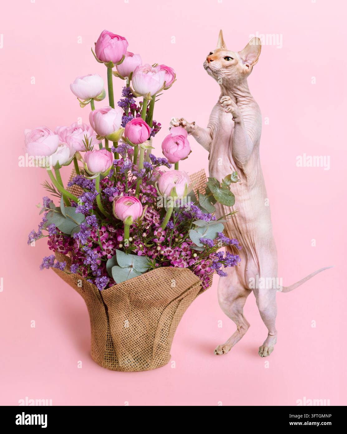 Chat sphynx curieux regardant un magnifique bouquet de ranunculus roses et de statice violettes sur un fond rose uni. Banque D'Images