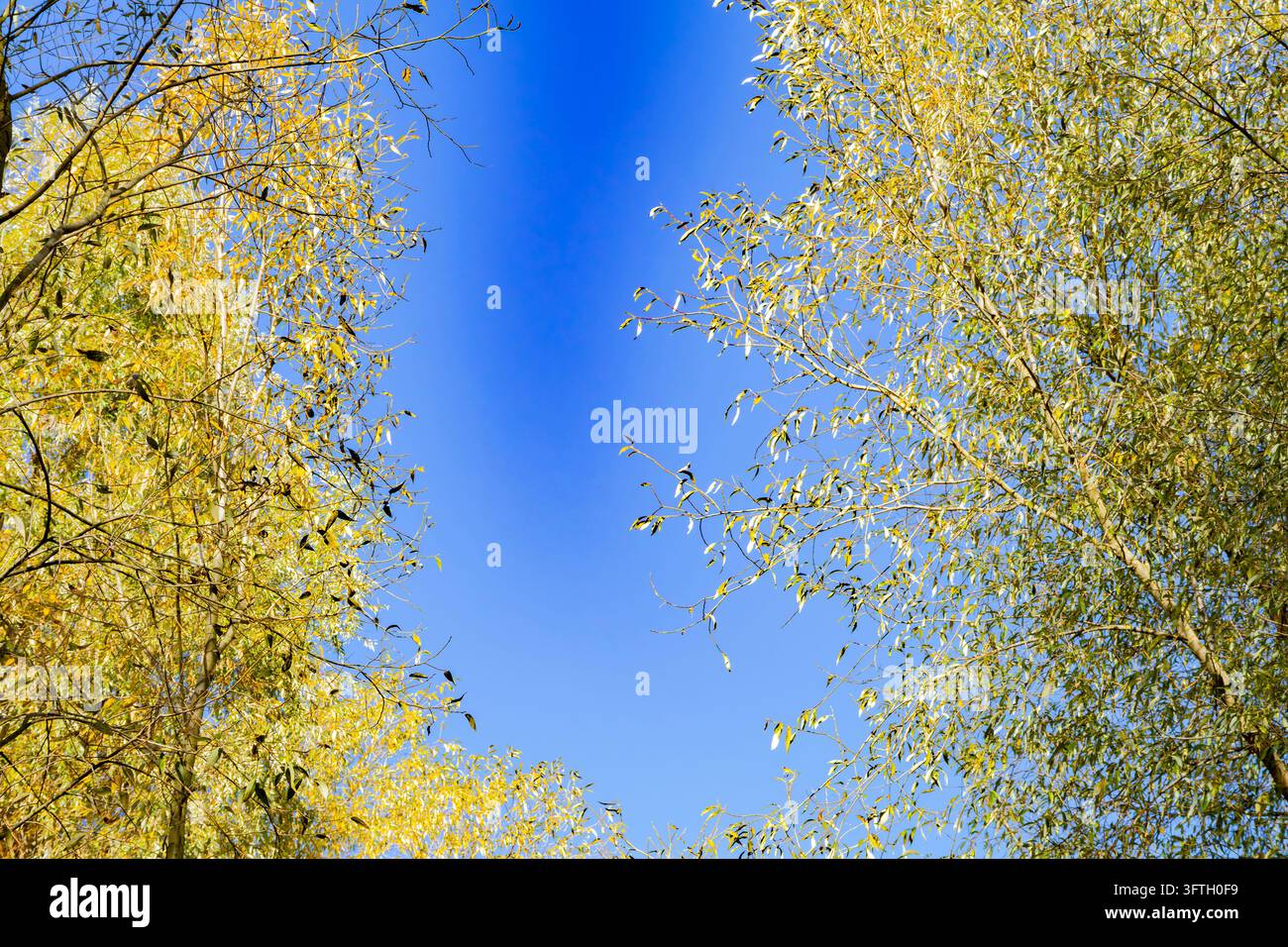 Canopée arborale avec des feuilles jaunes entourant un ciel bleu vif en saison automnale Banque D'Images
