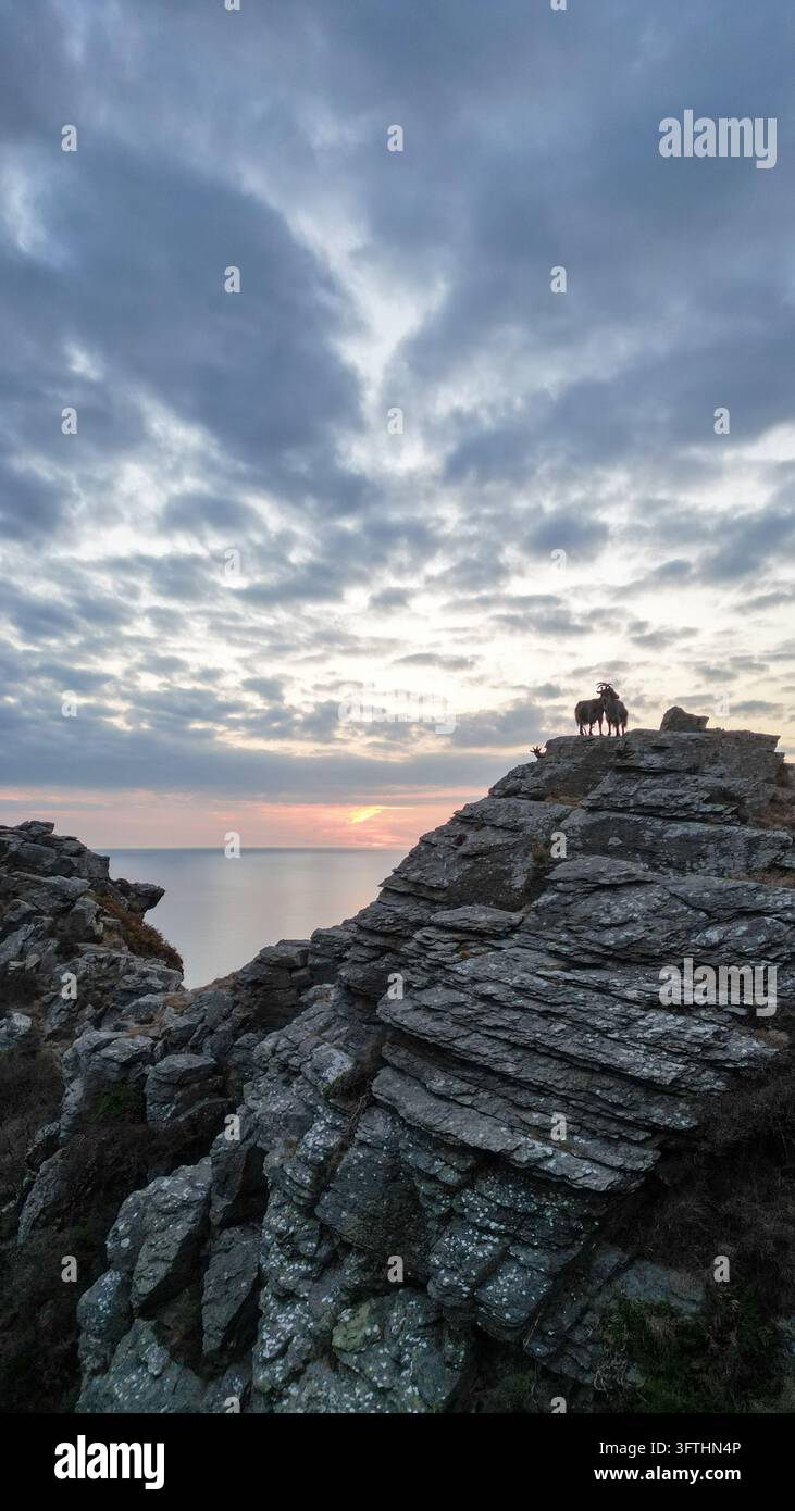 Vue aérienne de chèvres debout sur les falaises abruptes de la Vallée des Roches au coucher du soleil avec la mer en arrière-plan à Lynton, Angleterre, Royaume-Uni. Banque D'Images