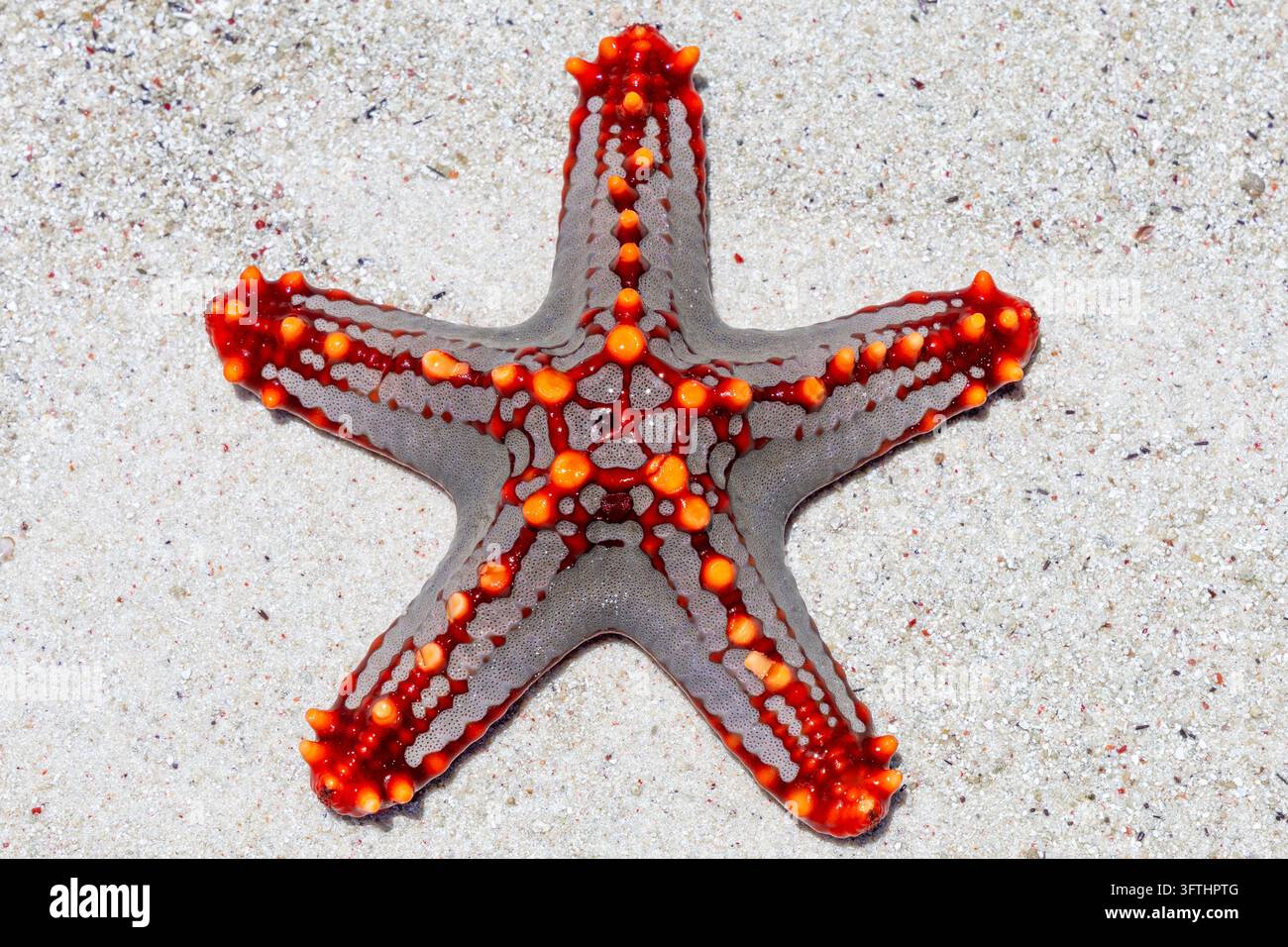 Close-up d'une étoile de mer rouge et grise à cornes posée sur du sable blanc de corail, vu d'en haut avec des grains de sable fins et des coquillages, Matemwe, Tanzanie Banque D'Images