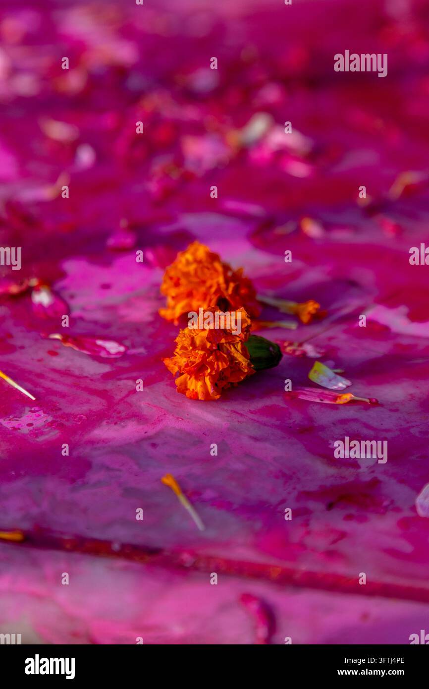 Fleurs de souci sur un sol éclaboussé de poudre magenta pendant le festival Holi, Uttar Pradesh, Mathura, Inde Banque D'Images