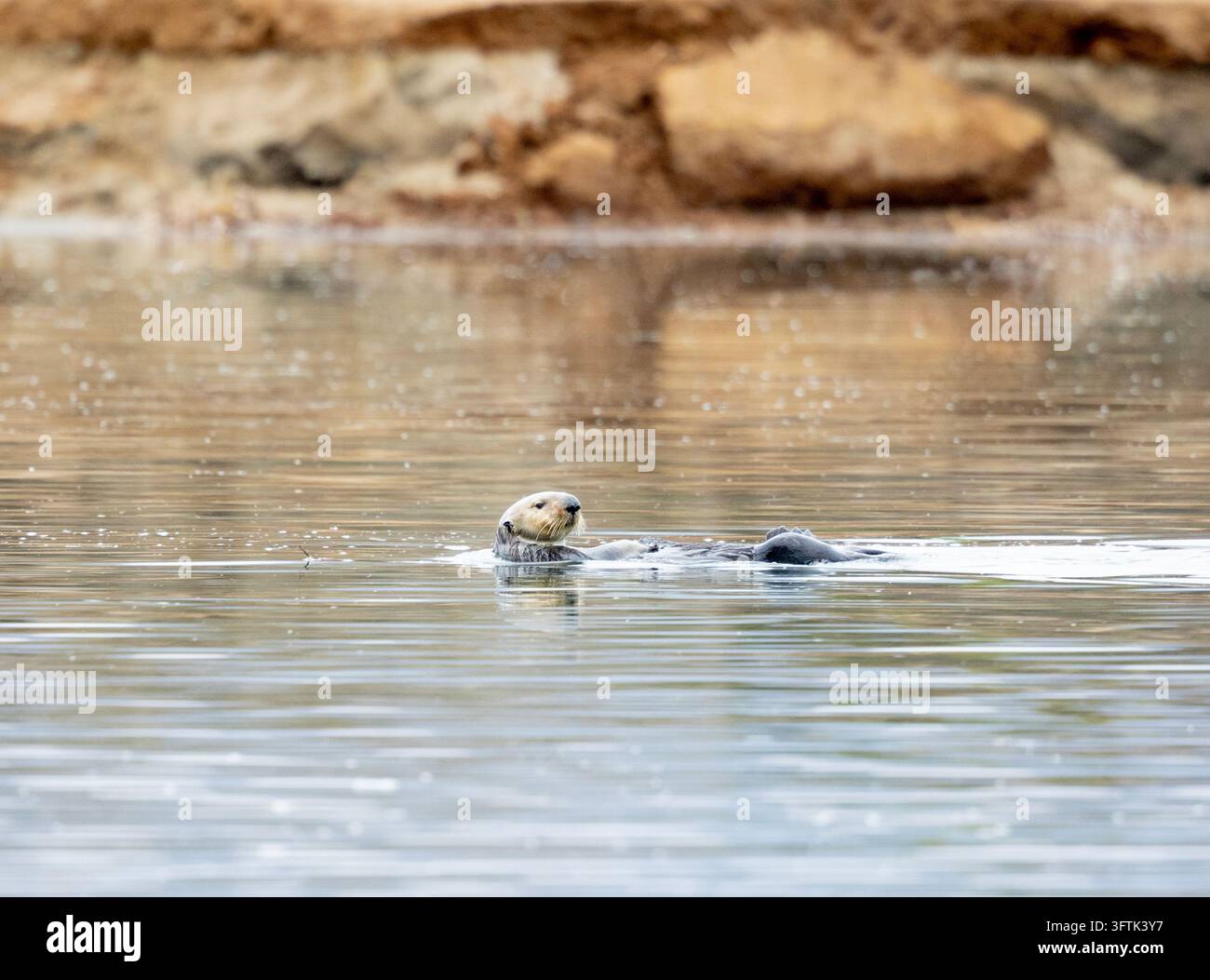 Loutre de mer à tête blanche nageant sur le dos Banque D'Images