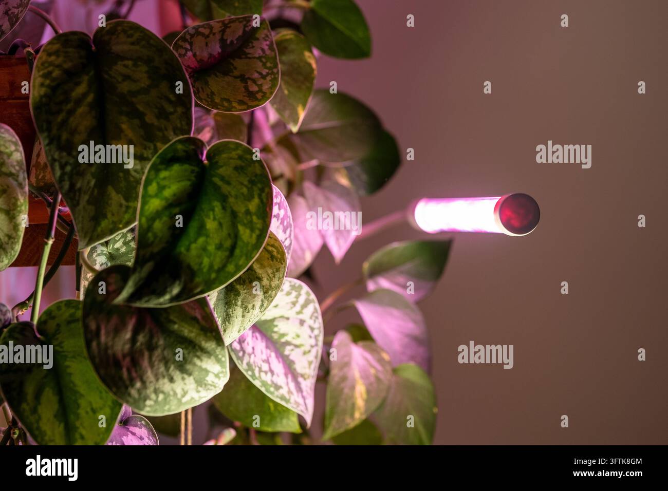 Feuilles de scindapsus panachées illuminées par une lampe de culture LED rose pendant l'automne et l'hiver à la maison Banque D'Images