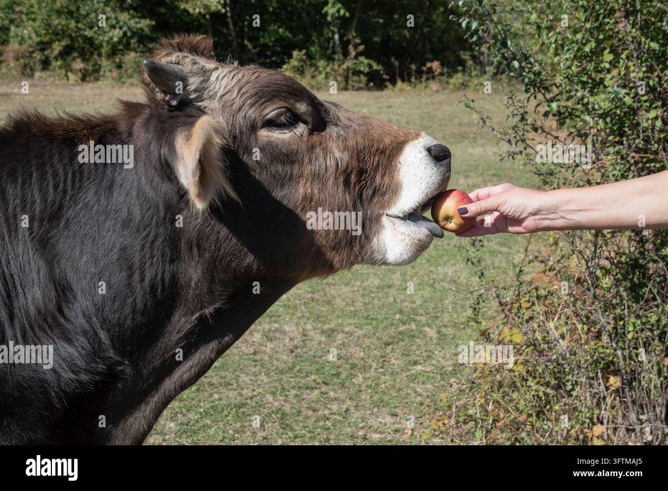 Vue rapprochée d'une vache brune tendant la main vers une pomme offerte dans un champ rural. Banque D'Images