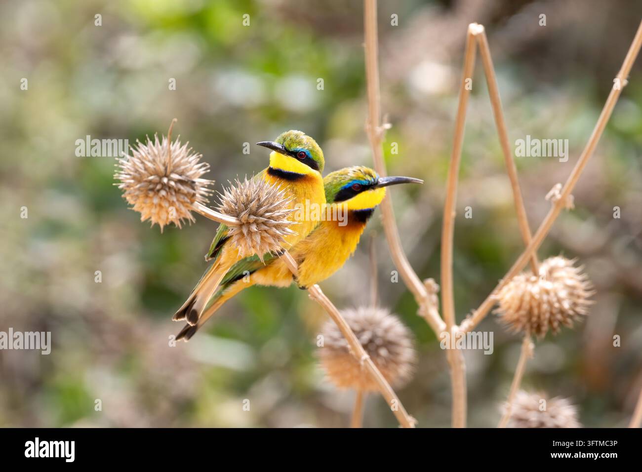 Une paire de guêpiers, Merops pusillus, Parc national de Nairobi, Kenya. La plus petite des espèces de guêpiers et endémique à l'Afrique subsaharienne. Banque D'Images