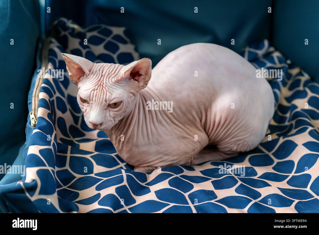 Chat Sphynx sans poils reposant confortablement sur un coussin bleu à motifs pour animaux de compagnie Banque D'Images